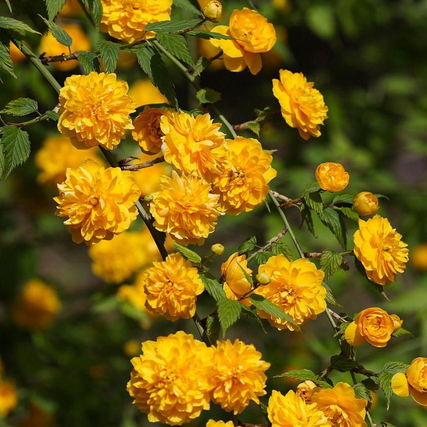 Kerria japonica 'Pleniflora'  - Double Japanese Kerria