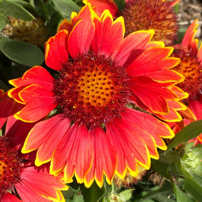 Gaillardia aristata 'Bargaispinor'  - Spintop™ Orange Halo Blanket Flower