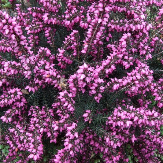 Erica x darleyensis 'Kramers Rote' - ica x darleyensis 'Kramers Rote'~ Kramer's Rote Heath