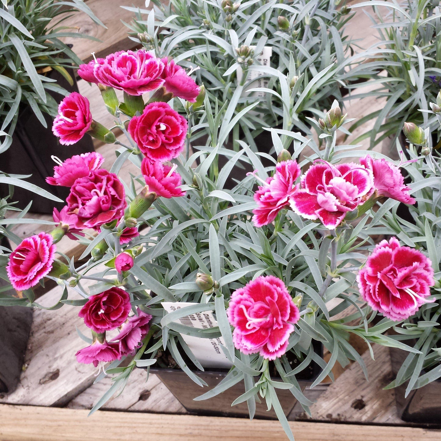 Dianthus x 'KLEDG11143  - EverLast™ Burgundy Blush Dianthus