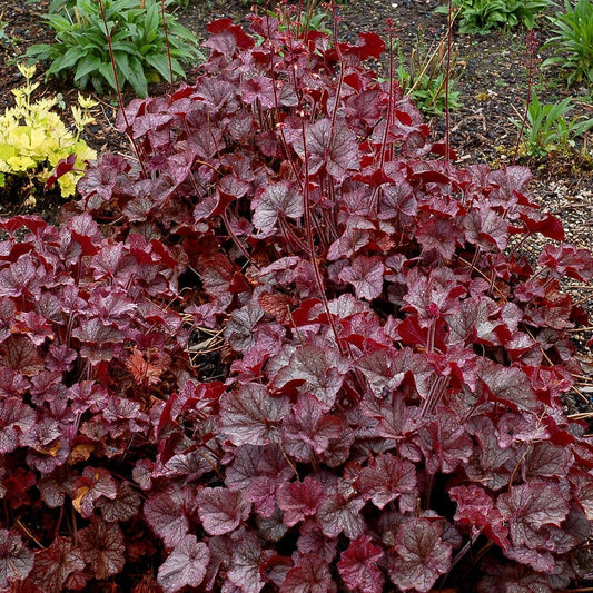 Heuchera x 'TNHEUNES' PP29632  - Northern Exposure™ Silver Heuchera