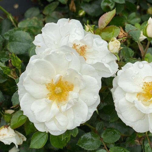 Rosa 'Bozmillwin' PP28197   - PW® Color Choice® Oso Easy Ice Bay® Rose