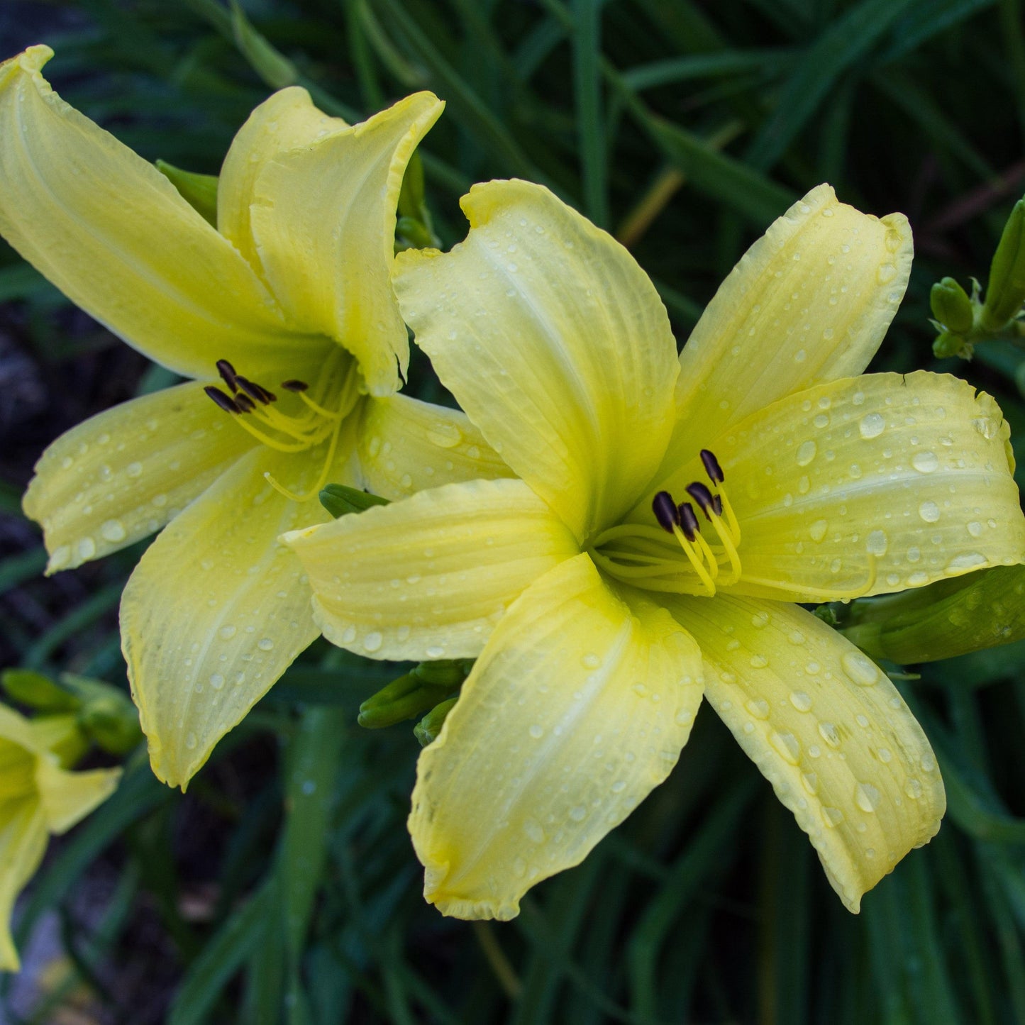 Hemerocallis 'Hyperion'  - Hyperion Daylily