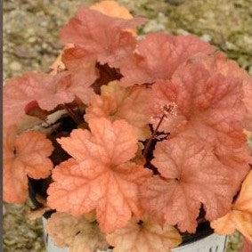 Heuchera 'Toffee Tart' PP33,694  - Dolce® Toffee Tart Heuchera