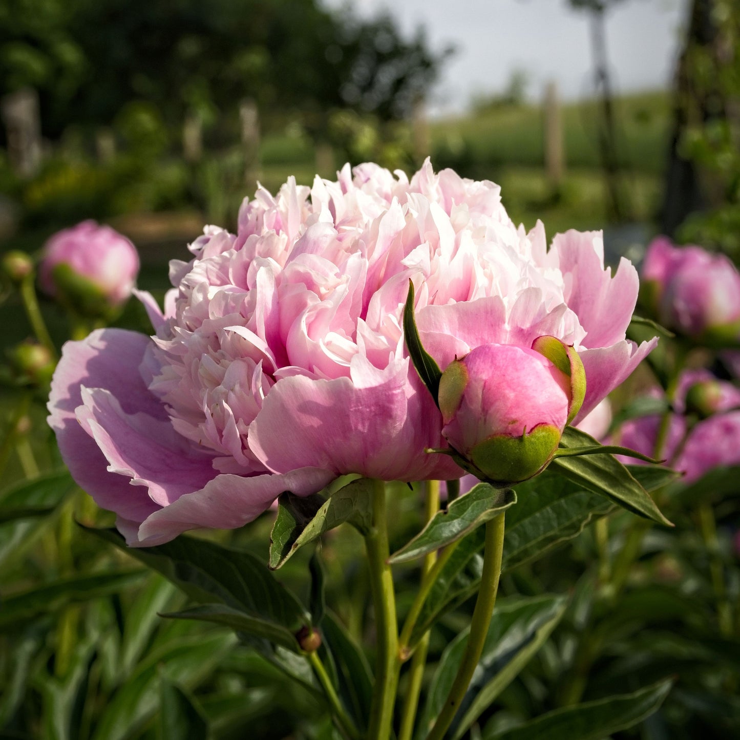 Paeonia 'Madame Emile Debatene'  - Emile Debatene Peony