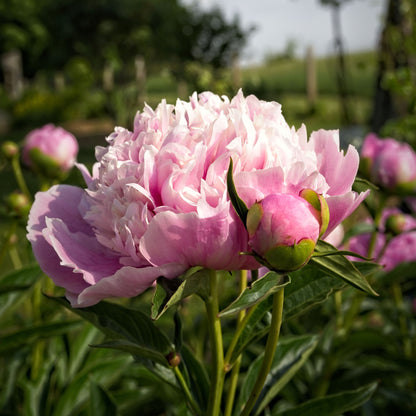 Paeonia 'Madame Emile Debatene'  - Emile Debatene Peony