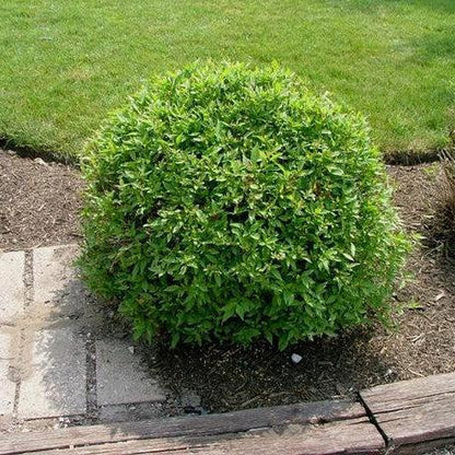 Cornus racemosa 'Hurzam'  - Huron® Dogwood