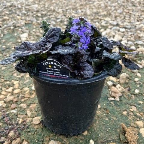 Ajuga reptans 'Binblasca'  - Black Scallop Bugleweed