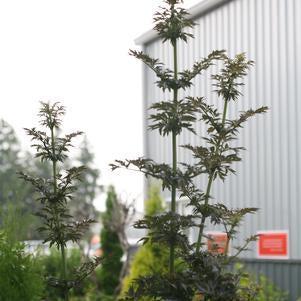 Sambucus nigra 'Laced Up'  - Laced Up® Elderberry