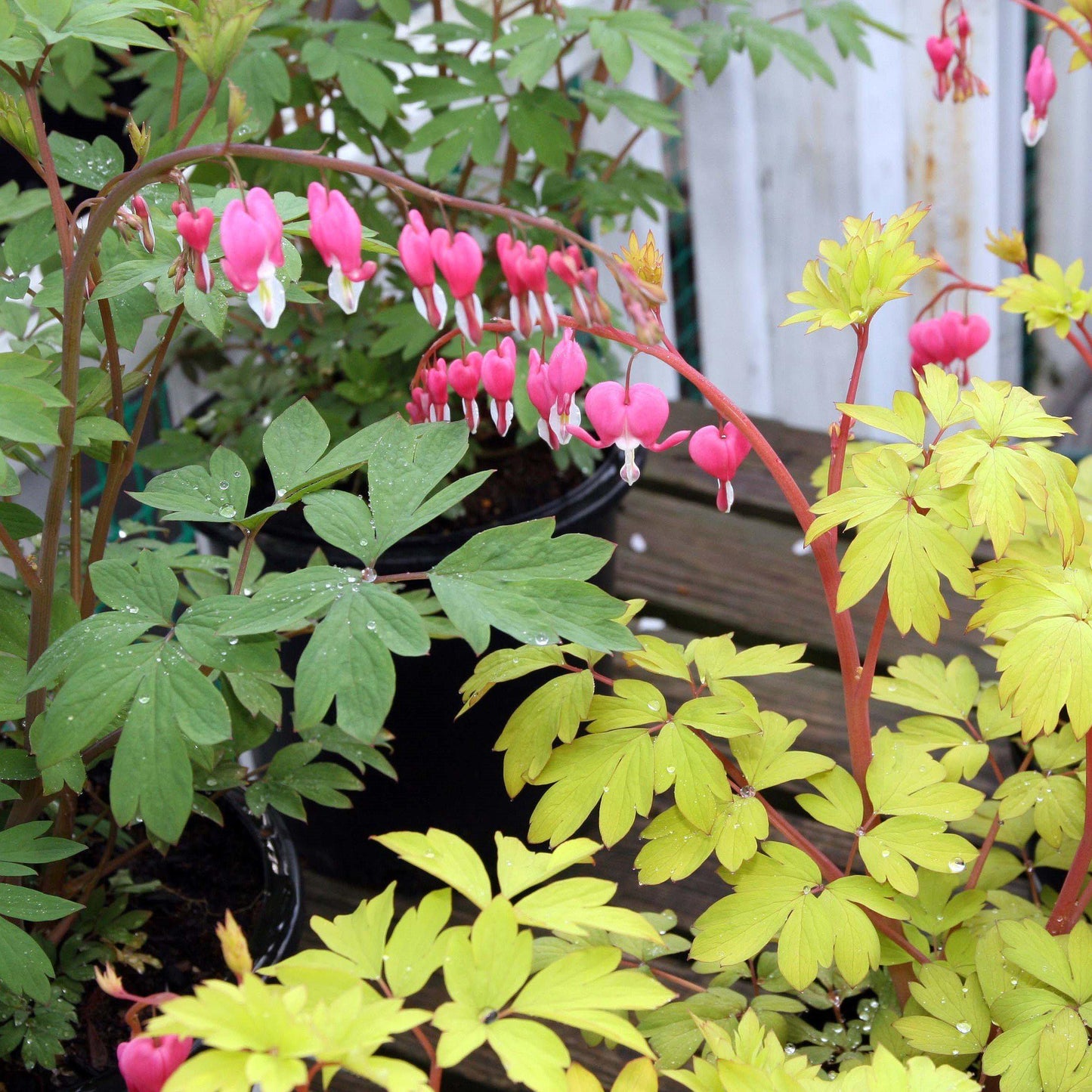 Dicentra spectabilis 'Gold Heart'  - Gold Heart Bleeding Heart