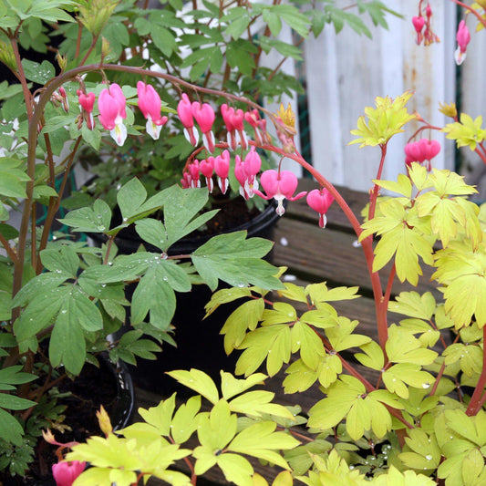 Dicentra spectabilis 'Gold Heart'  - Gold Heart Bleeding Heart