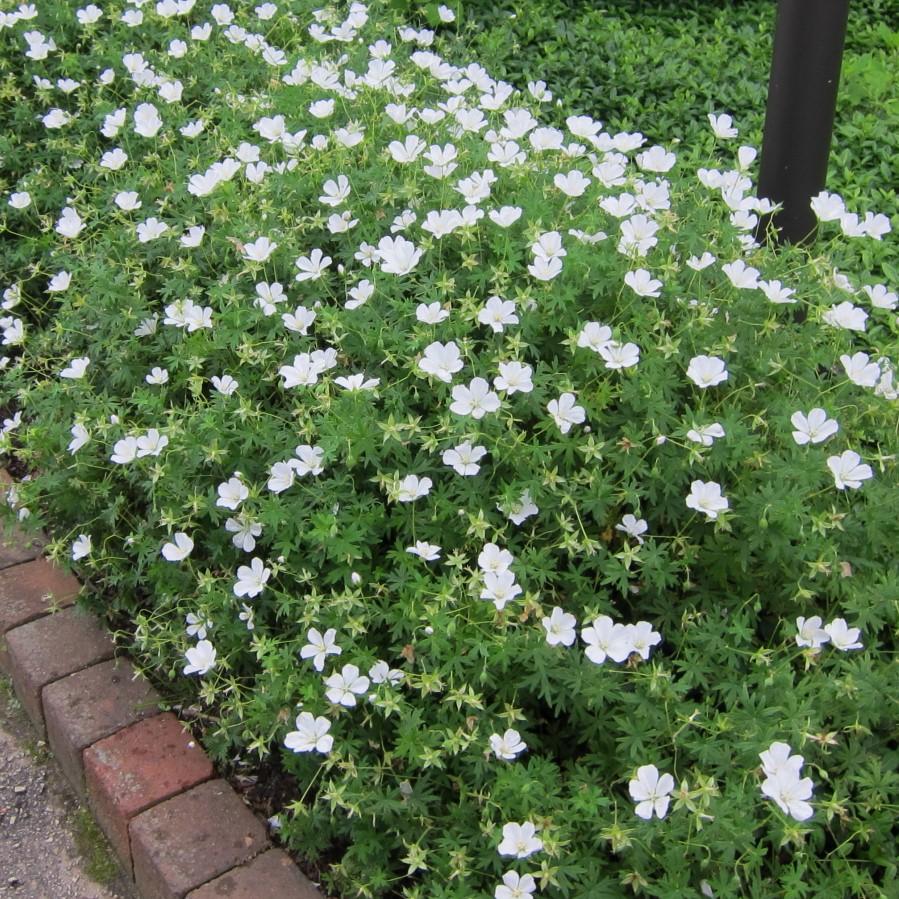 Geranium sanguineum 'Album'  - White Bloody Cranesbill