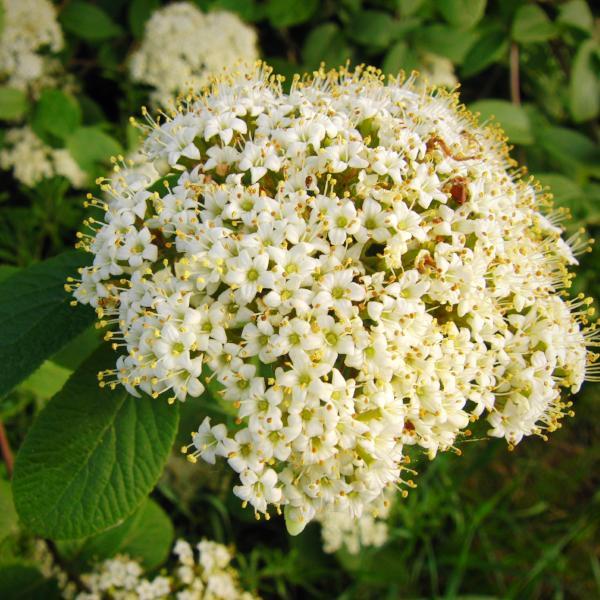 Viburnum plicatum 'PIIVIB-II' PP28,958  - First Editions® Opening Day™ Viburnum, Doublefile Viburnum