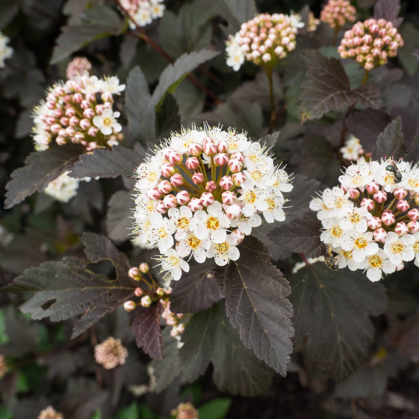 Physocarpus opulifolius 'Monlo'  - Diablo® Ninebark