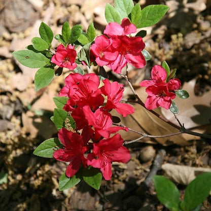 Rhododendron 'Bixby'  - Bixby Azalea