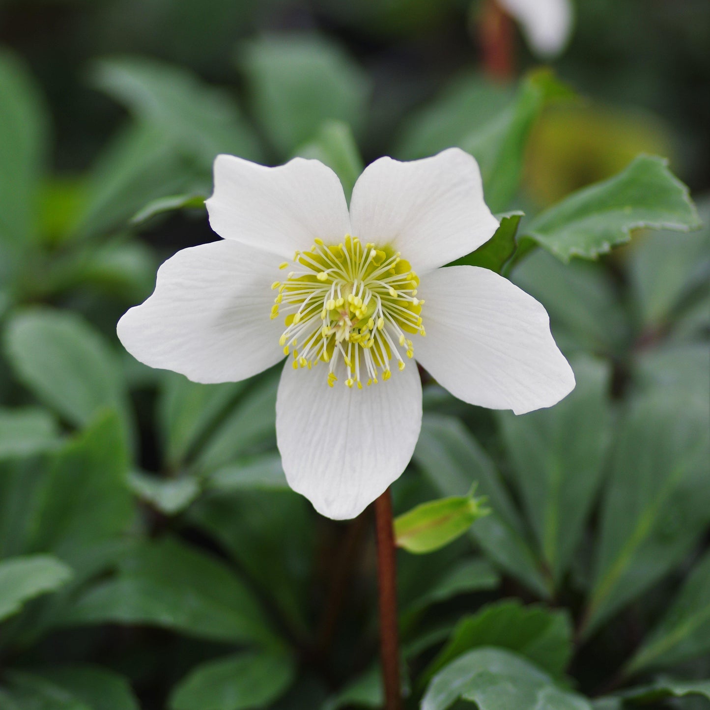 Helleborus niger 'HGC Jacob' PP17,799  - HGC® Jacob Christmas Rose