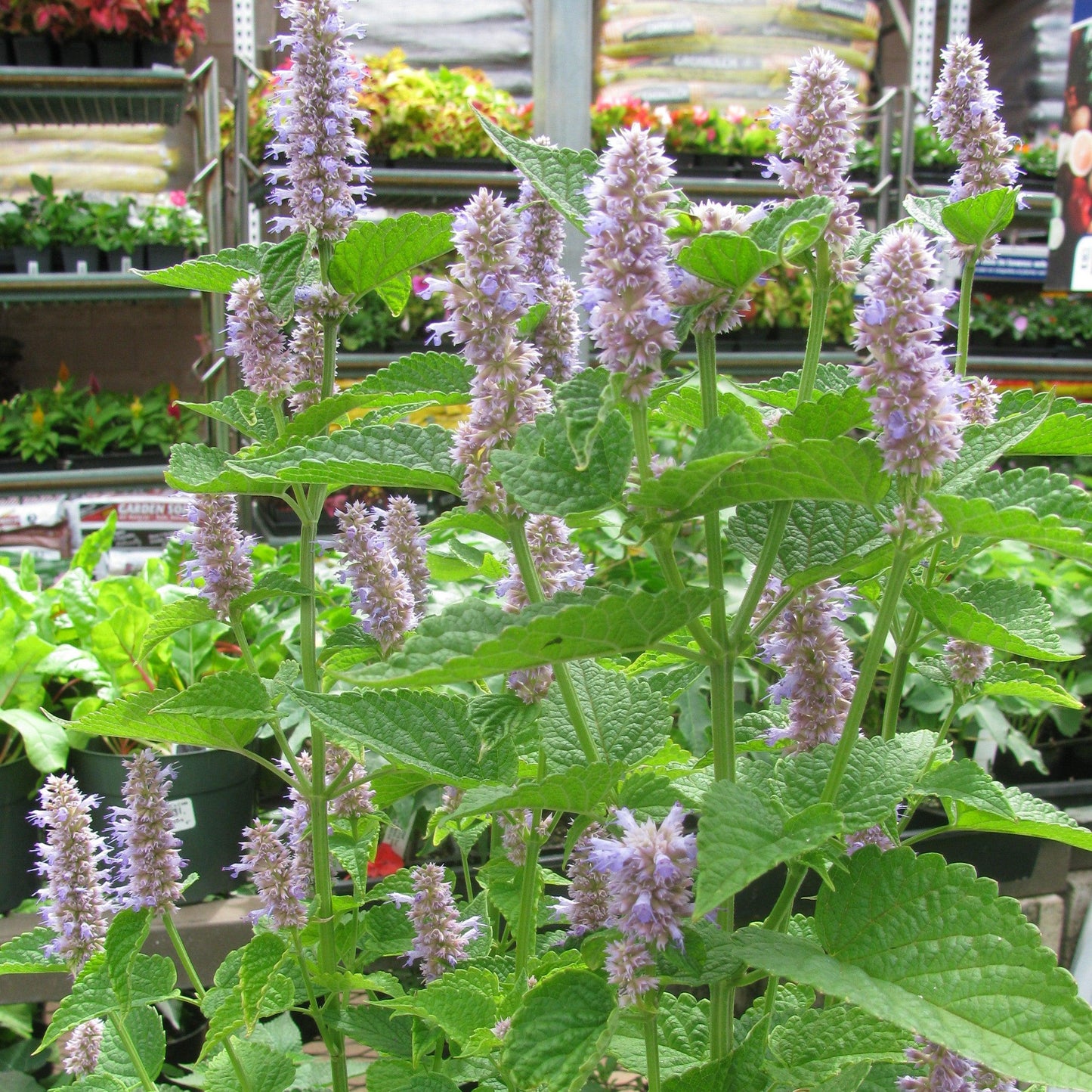 Agastache foeniculum  - Anise Purple Hyssop
