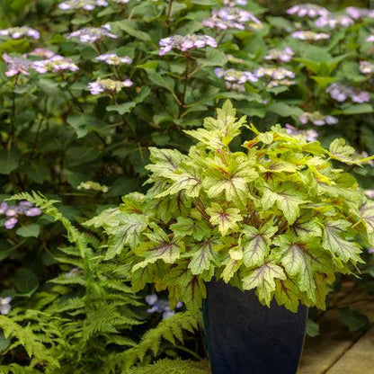x Heucherella ‘Eye Spy’  - Fun and Games® Eye Spy Foamy Bells