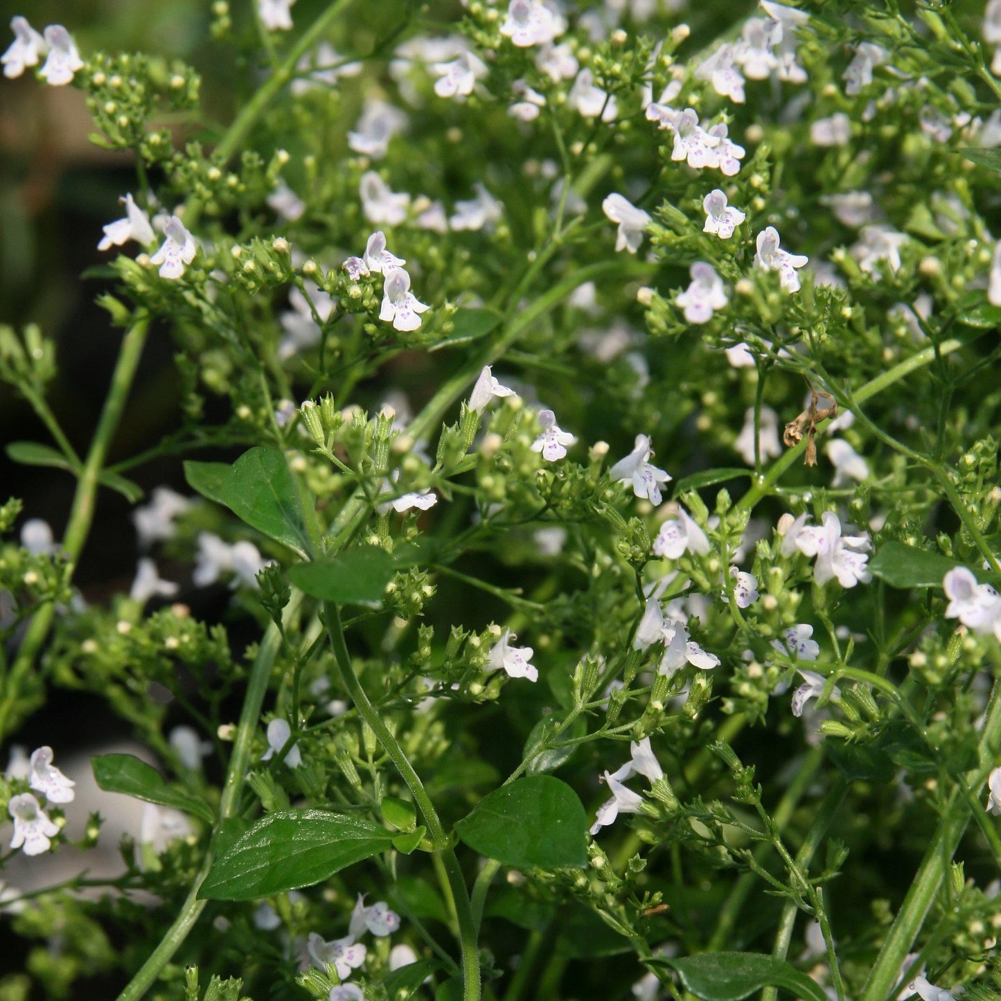 Calamintha nepeta 'White Cloud'  - White Cloud Calamint
