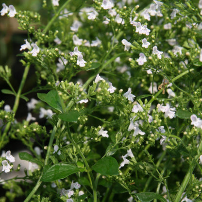 Calamintha nepeta 'White Cloud'  - White Cloud Calamint