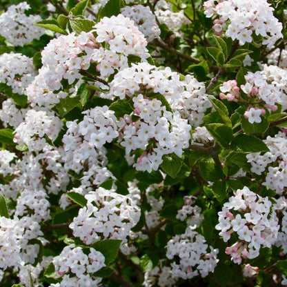 Viburnum carlesii ‘Select S’  - Sugar N' Spice™ Korean Spice Viburnum