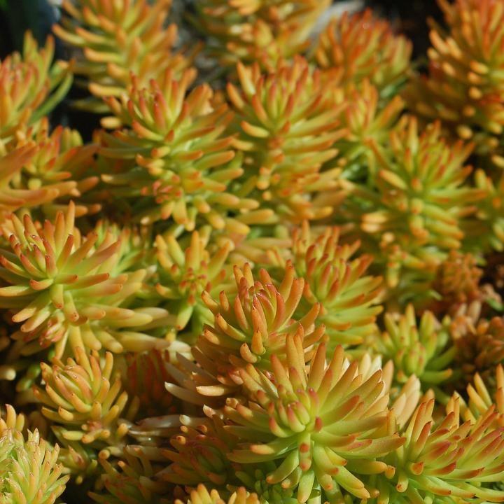 Sedum rupestre 'Prima Angelina'  - Prima Angelina Stonecrop