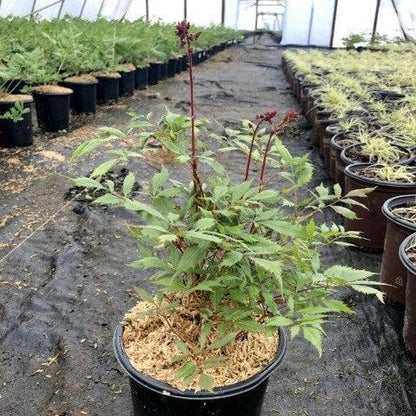 Astilbe x arendsii 'Fanal'  - Fanal Astilbe