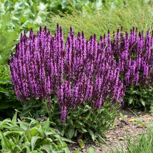 Salvia nemorosa ‘Pink Profusion’  - Pink Profusion Meadow Sage