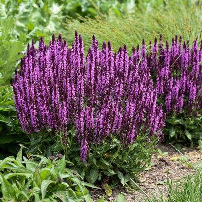 Salvia nemorosa ‘Pink Profusion’  - Pink Profusion Meadow Sage
