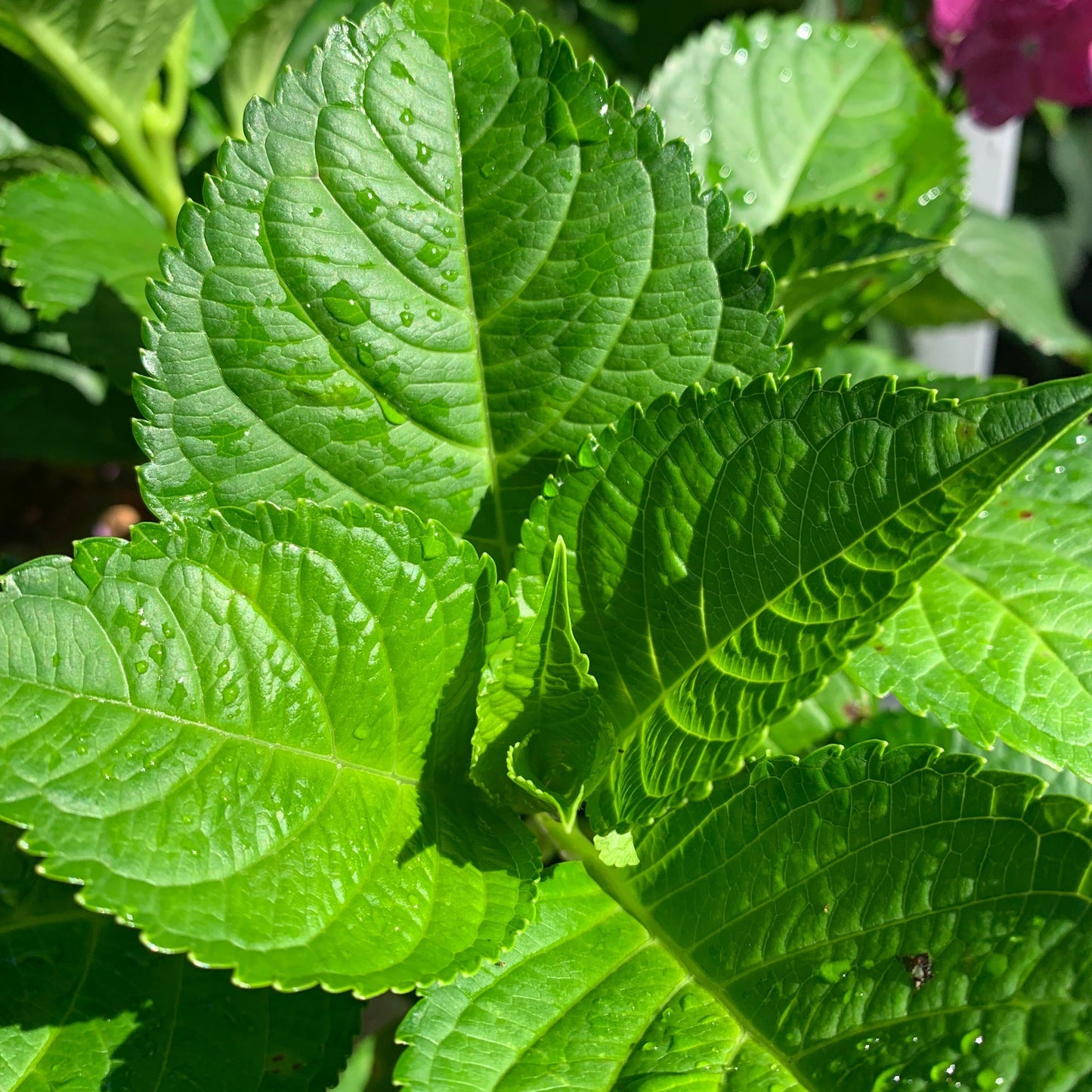Hydrangea macrophylla 'Bailmacfive’ PP30,359  - Endless Summer® Summer Crush® Hydrangea