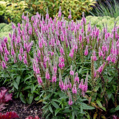 Veronica 'Pink Potion' PP 29,681  - PW® Magic Show® Pink Potion Veronica