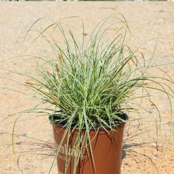 Carex oshimensis 'CarFit01'  - Evercolor® Everest Variegated Sedge