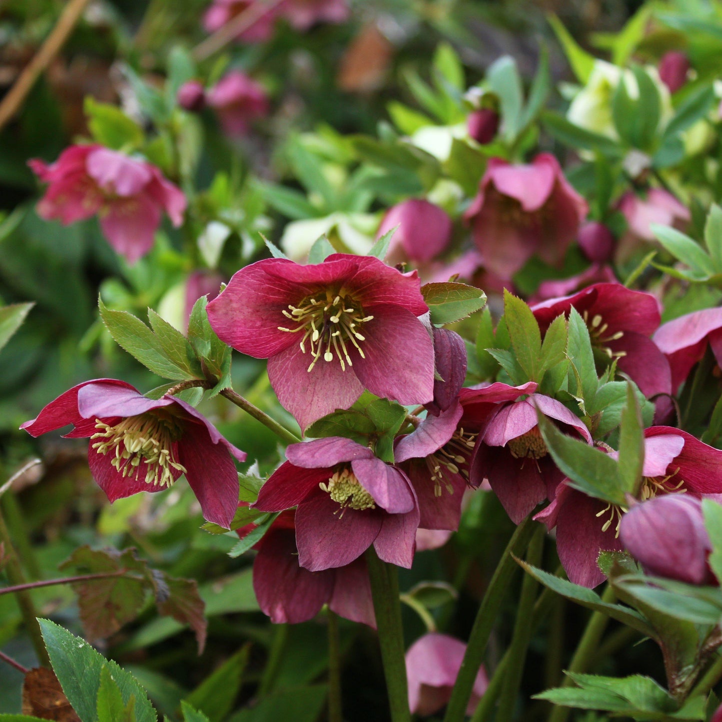 Helleborus x hybridus 'ABCRD02'  - Frostkiss® Anna's Red Lenten Rose