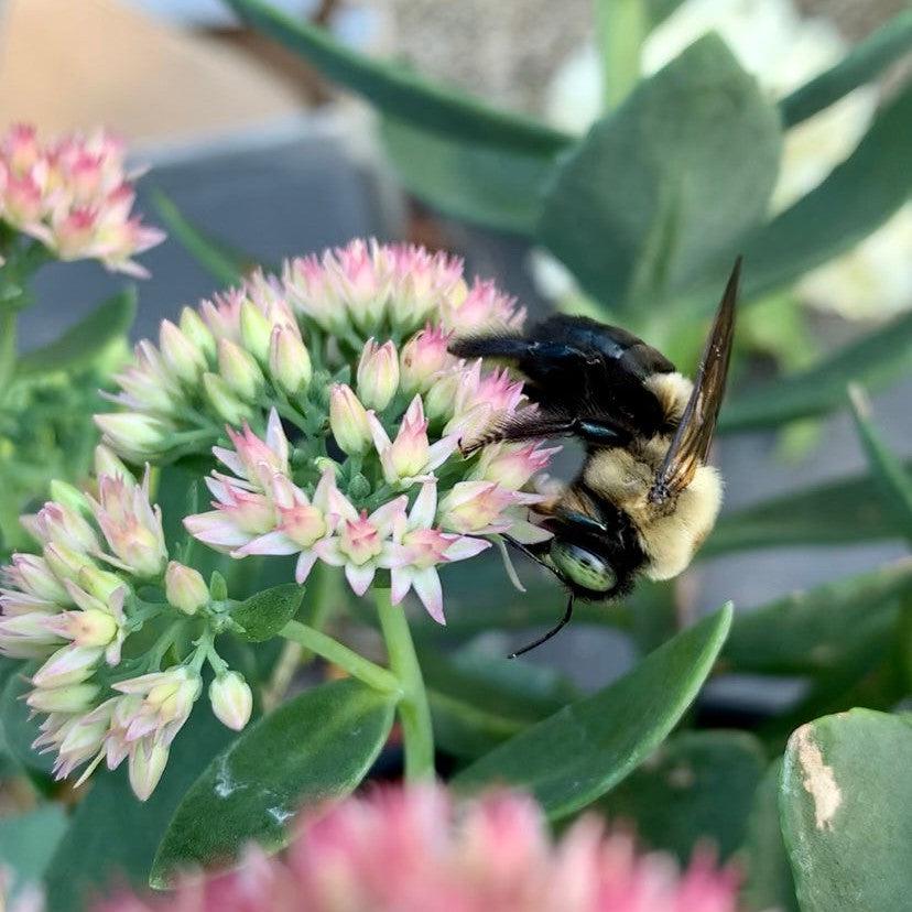 Sedum spectabile 'Autumn Joy'  - Autumn Joy Stonecrop
