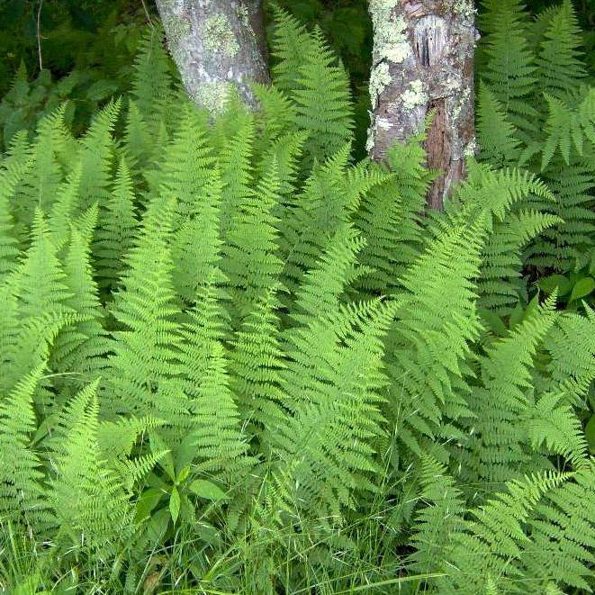 Dennstaedtia punctilobula  - Hayscented Fern