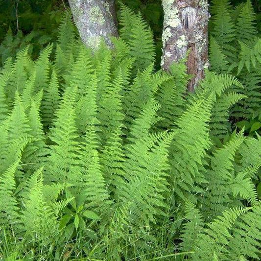 Dennstaedtia punctilobula  - Hayscented Fern