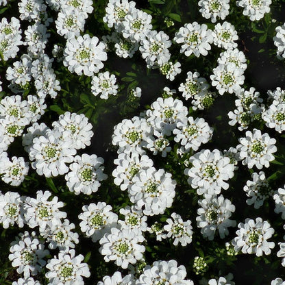 Iberis sempervirens 'Snowsurfer'  - Snowsurfer™ Candytuft