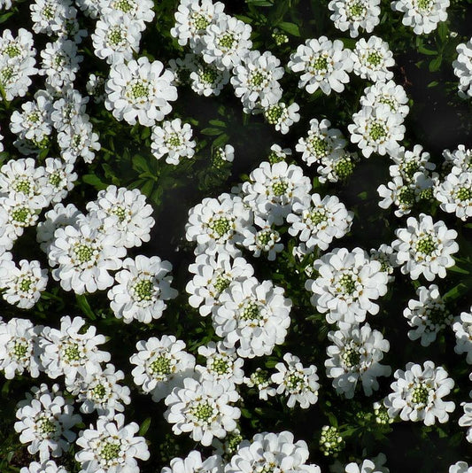 Iberis sempervirens 'Snowsurfer'  - Snowsurfer™ Candytuft
