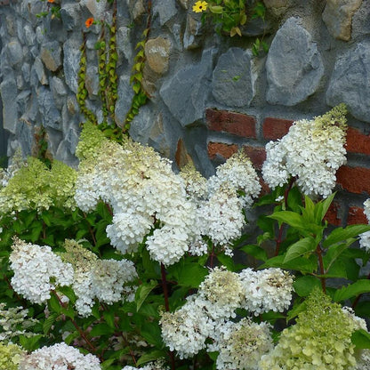 Hydrangea paniculata 'Bailpanone' PP32,549  - First Editions® Little Hottie® Hydrangea