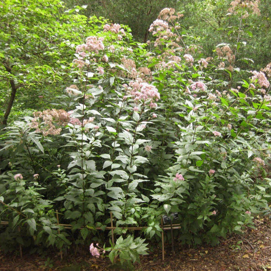 Eutrochium dubium 'Little Joe'  - Little Joe Coastal Pye Weed