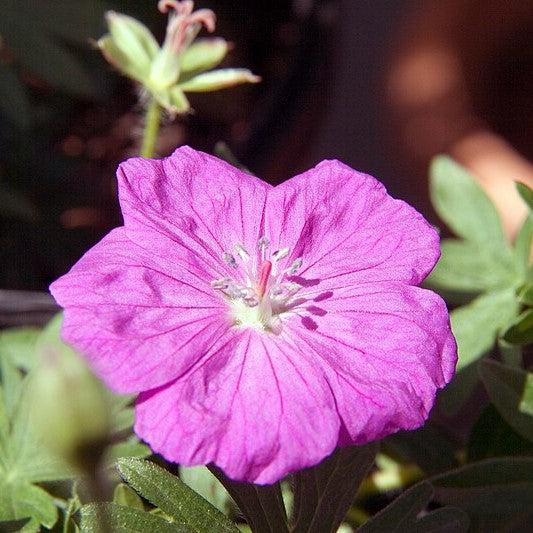Geranium sanguineum 'New Hampshire Purple'  - New Hampshire Purple Geranium