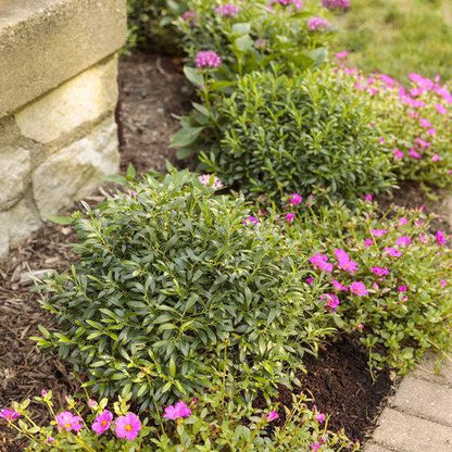 Ilex glabra 'SMNIGAB17'  - Gem Box® Inkberry Holly