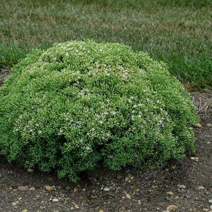 Sedum 'Bundle of Joy'  - Rock 'N Round® Bundle of Joy Stonecrop