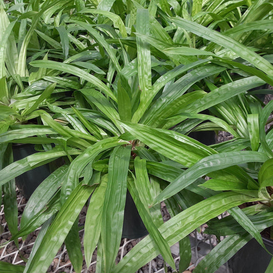 Carex plantaginea  - Seersucker Sedge