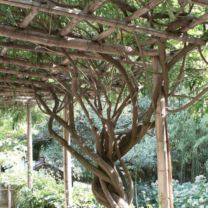 Campsis radicans  - Trumpet Vine