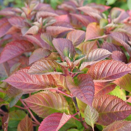 Hydrangea macrophylla 'SMNHMTB' PP35,317  - Let's Dance® Loveable® Hydrangea