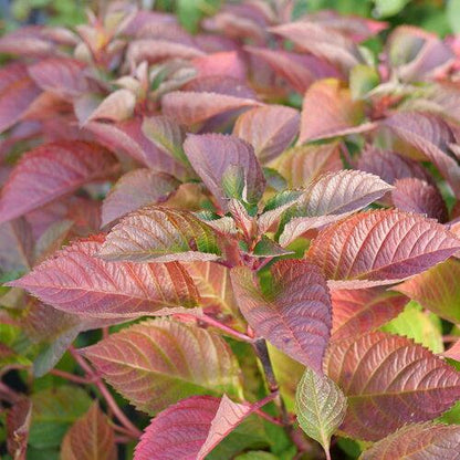 Hydrangea macrophylla 'SMNHMTB' PP35,317  - Let's Dance® Loveable® Hydrangea