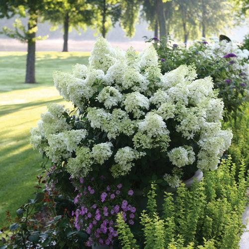 Hydrangea paniculata 'Ilvobo' PP22782  - Proven Winners® Color Choice® Bobo® Hydrangea
