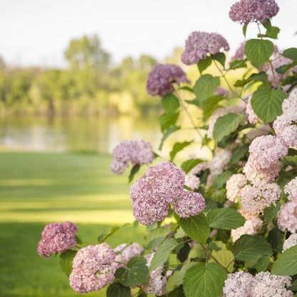 Hydrangea arborescens 'NCHA2'  - Invincibelle® Spirit II Hydrangea