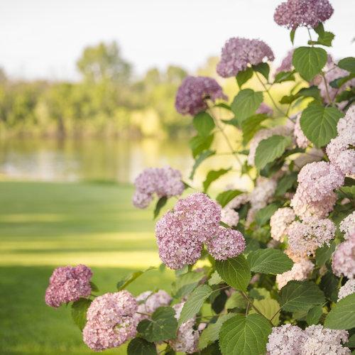 Hydrangea arborescens 'NCHA2'  - Invincibelle® Spirit II Hydrangea